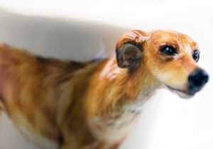 Bred for poaching, the Lurcher is a cross between a sighthound and one of various other working dog breeds, often a collie. Depicted beautifully on this Blue Witch ceramic, the Lurcher is still used to hunt and is also fast becoming a widespread family pet.